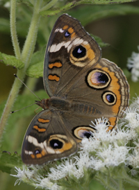 Common Buckeye